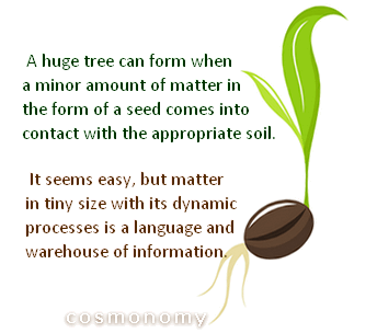 a seed germinating