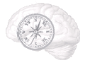 compass in the brain