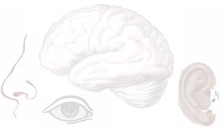 sense organs